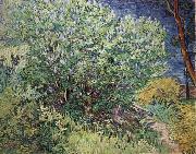Vincent Van Gogh The Bush china oil painting artist